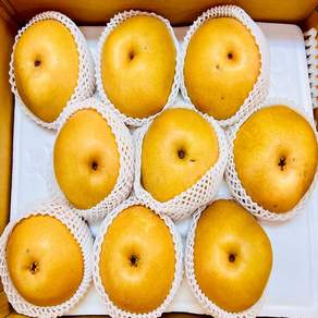 명절 선물용 당도선별 신고배 1.5kg 3입 보관법과 실구매 후기